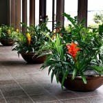 interior-plantscape-portfolio16-bowl-container-with-zz-plants-and-bromaliads